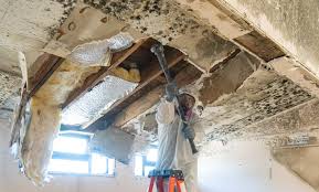 Best Mold Documentation for Insurance Claims in USA